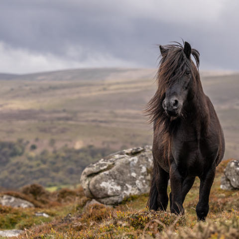 A Dartmoor Heritage Pony Copyright Malcolm Snelgrove