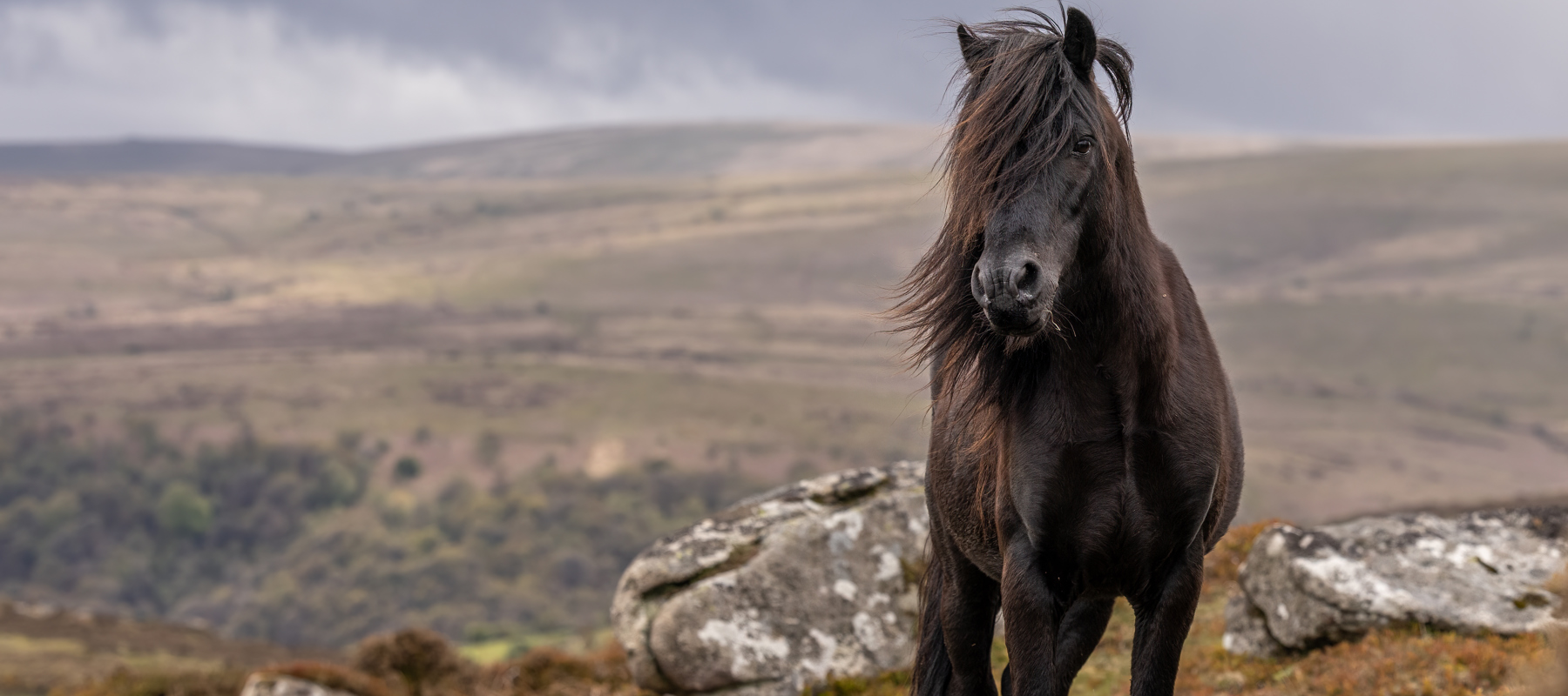 A Dartmoor Heritage Pony Copyright Malcolm Snelgrove