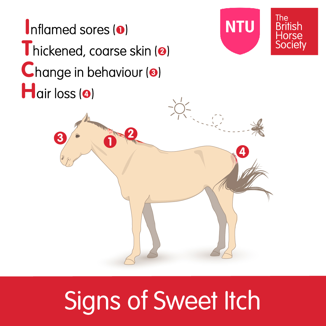 Sweet itch horse discount
