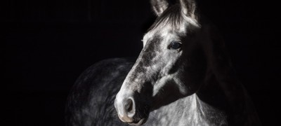 Platinum Horse