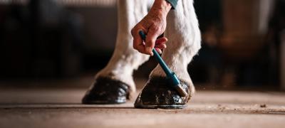 Hemps Green Sept 24 Applying Hoof Oil (1)