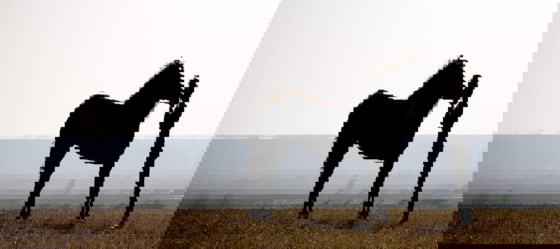 Horse And Rider In Countryside Shutterstock 11585581
