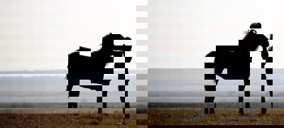 Horse And Rider In Countryside Shutterstock 11585581