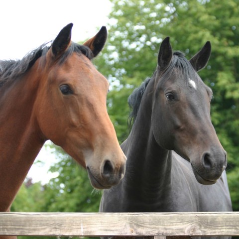 Two Horse Heads