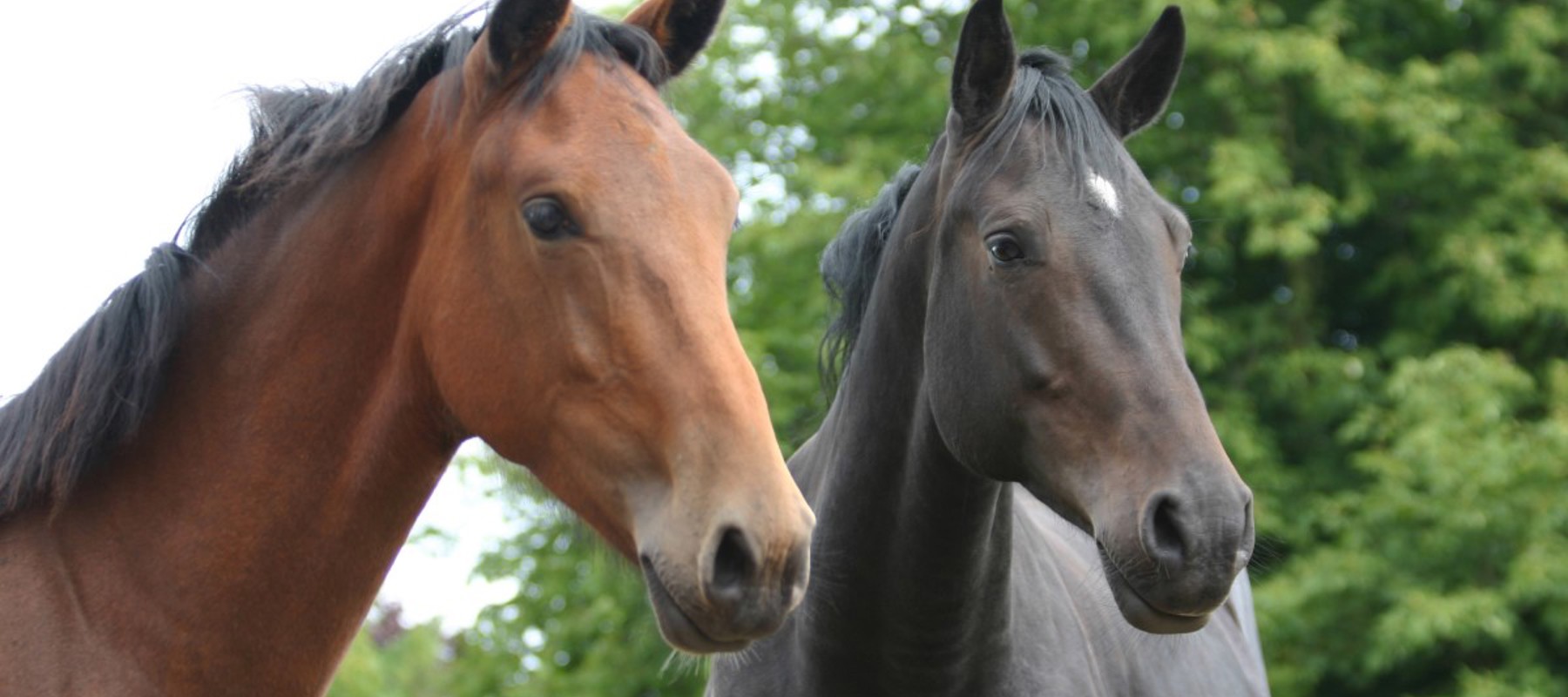 Two Horse Heads