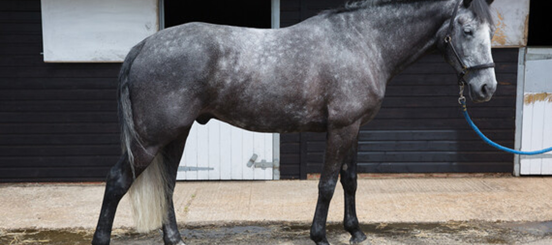 Grey Horse