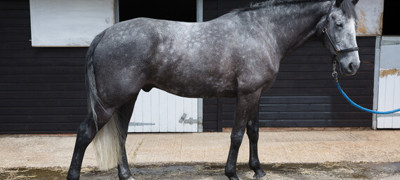 Grey Horse