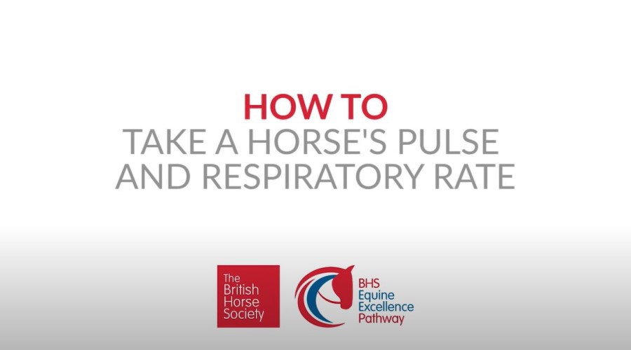 Take A Horses Pulse And Respiratory Rate