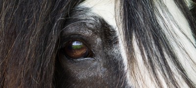 Cob Horse 2 Shutterstock