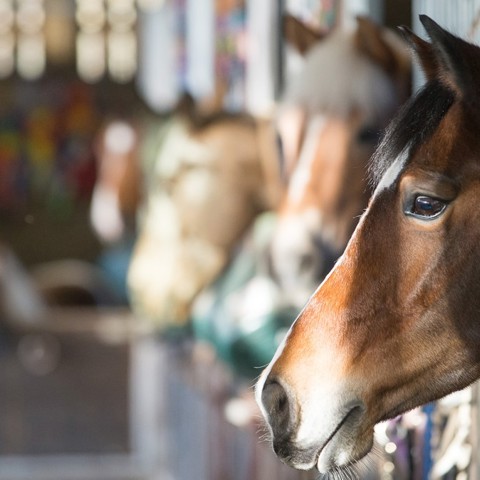 horses in stables