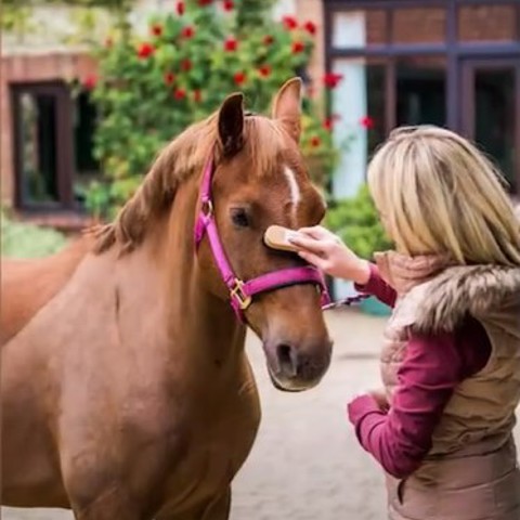 Laura (back to camera) grooms her chestnut horse Angel.