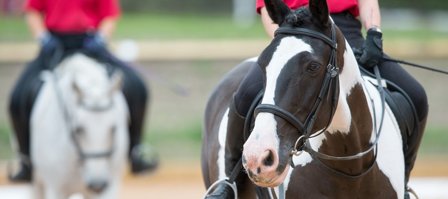 horse riding complete horsemanship