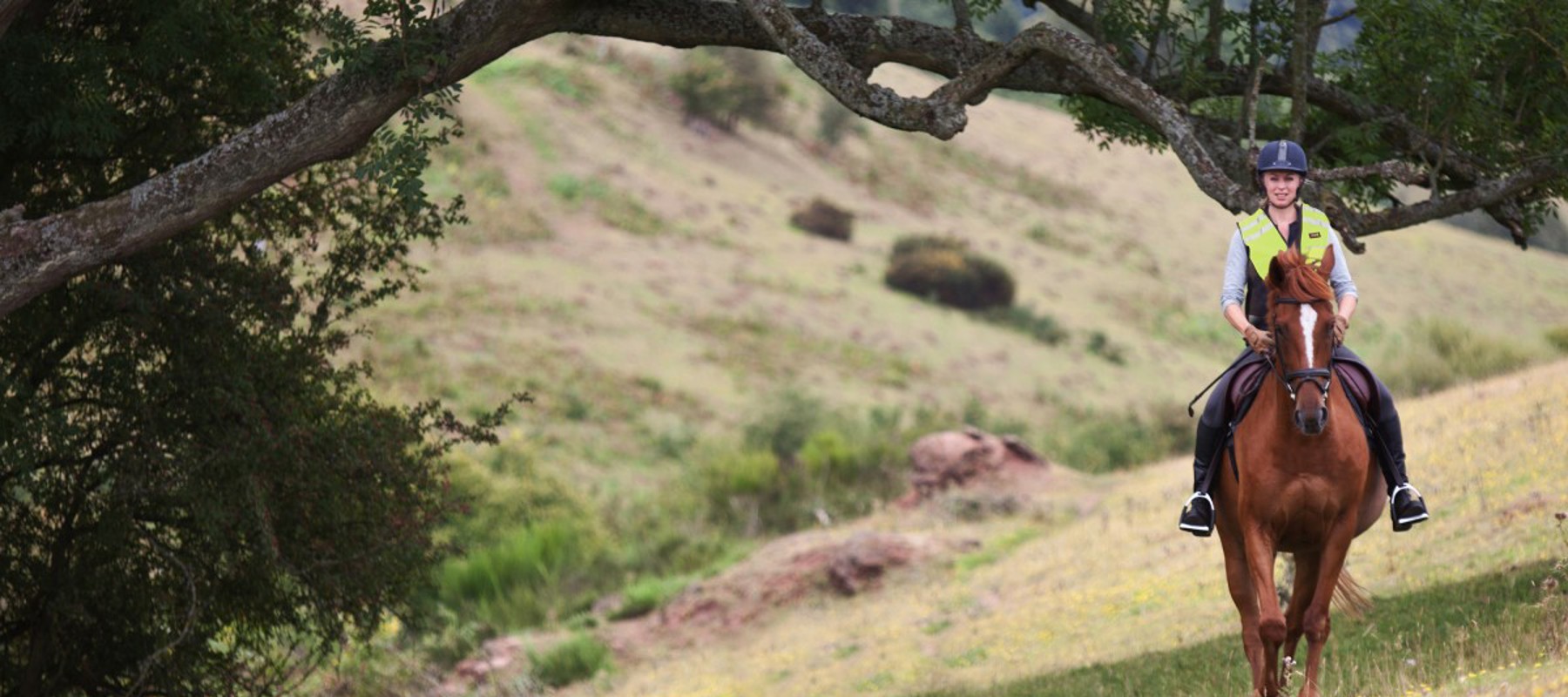 riders on a horse under a tree