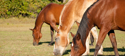 Shutterstock 60478270