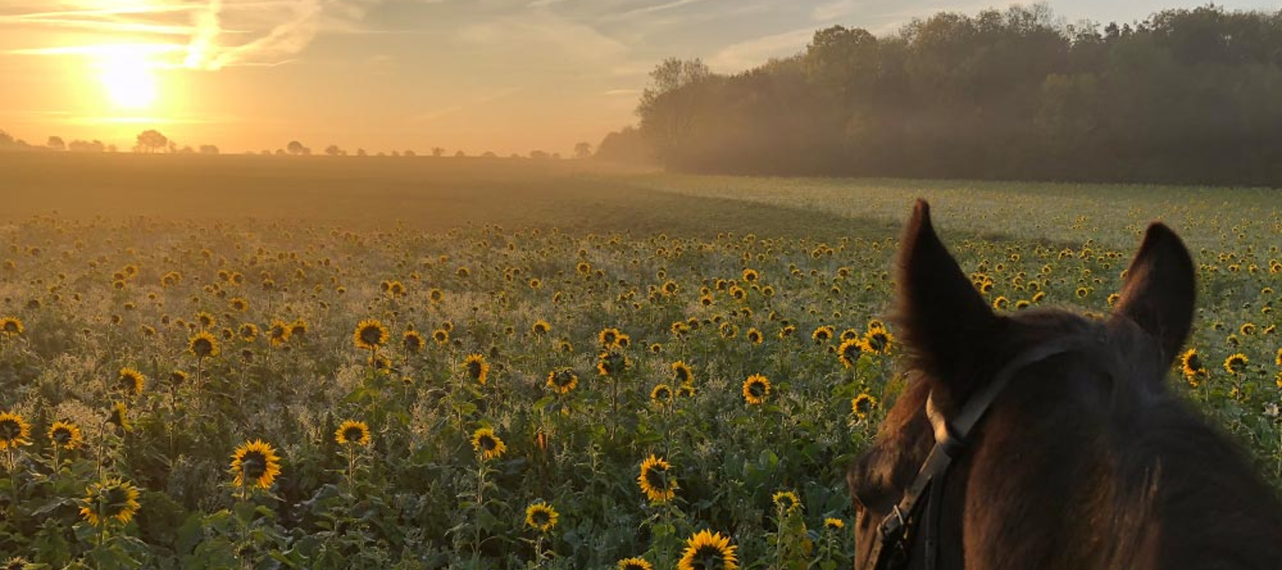 Image Credit The British Horse Society. Through The Ears Charlotte D 4