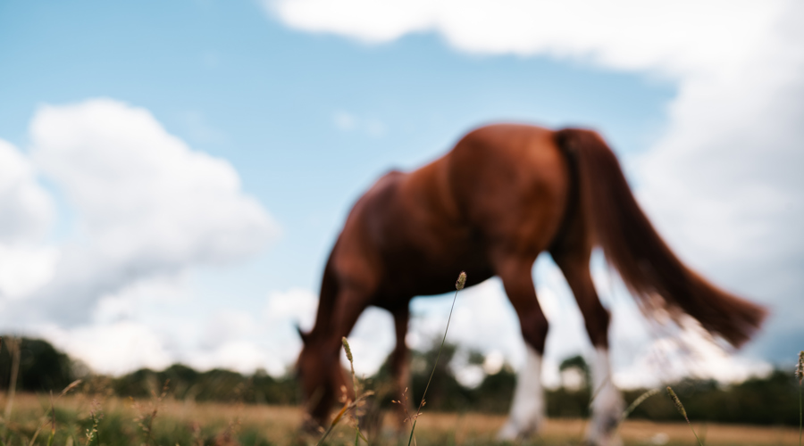 BHS Swallowfield Blurry Horse