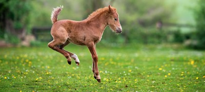 Foal In Field