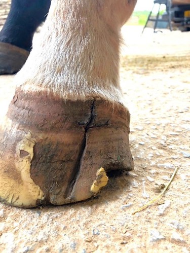 Hoof with a vertical crack