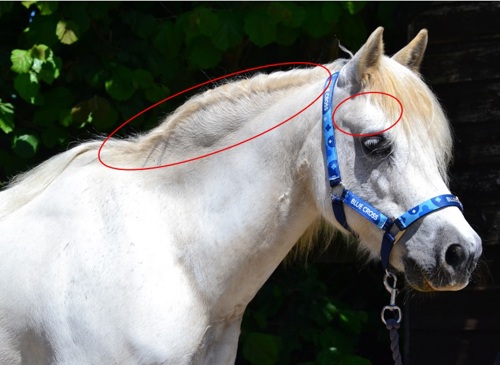 Photo credit: The Blue Cross. Pony with unusual fatty deposit along neck and bulging hollow above eye.