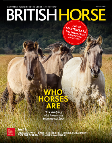 British Horse magazine cover, three horses in a field of long grass
