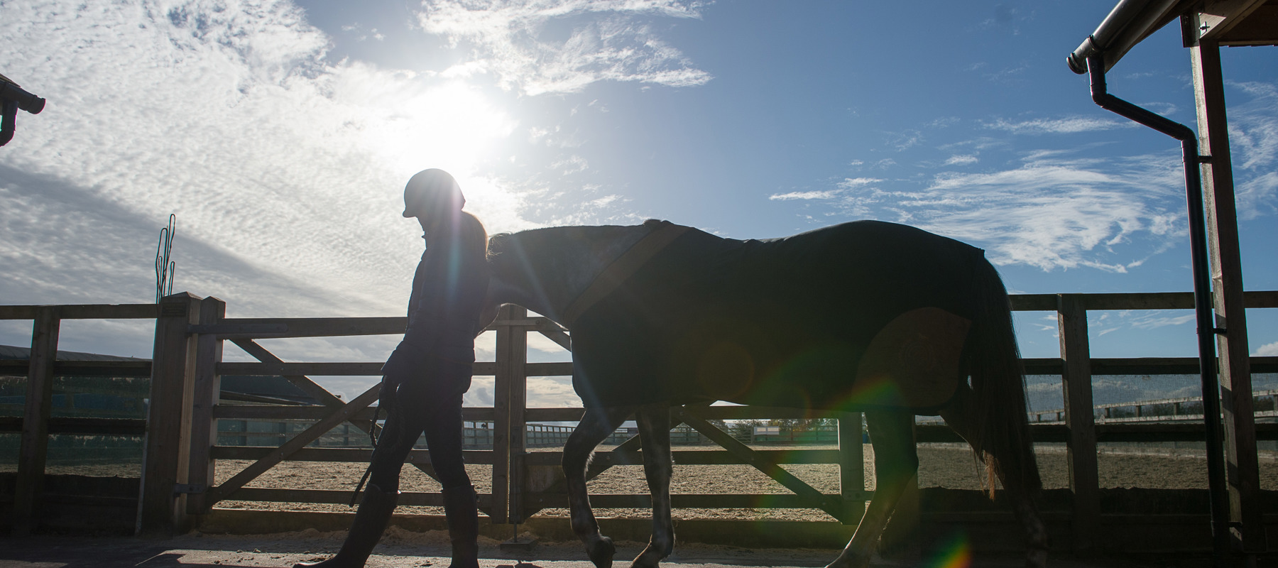 Horse Held Calmly BHS STOCK NOV2016 7753