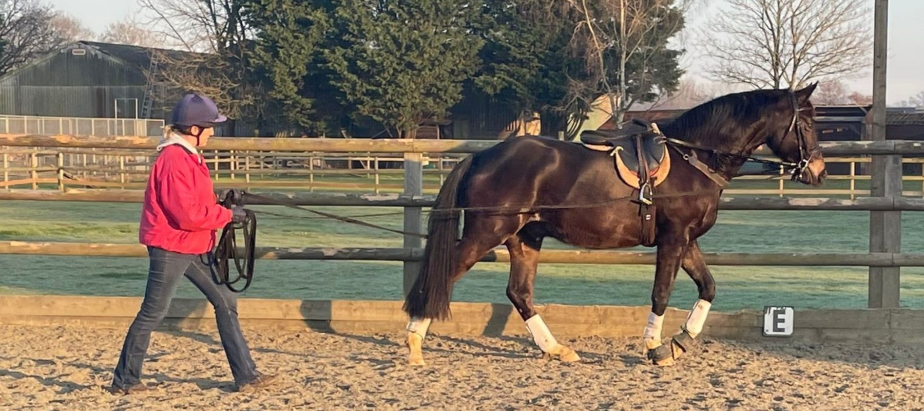 Long Reining 1.1