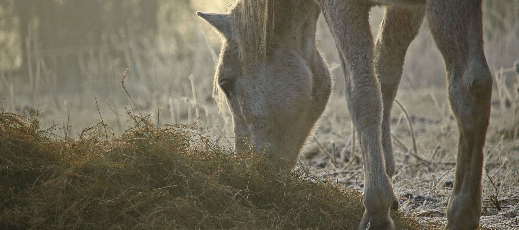 Free Image No Credit Needed Frosty Hay