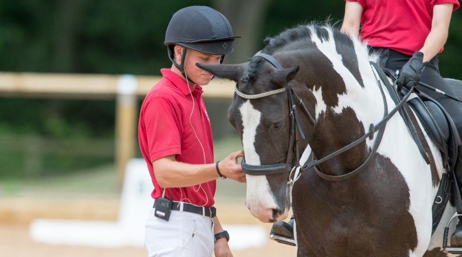 BHS accredited professional coach horse