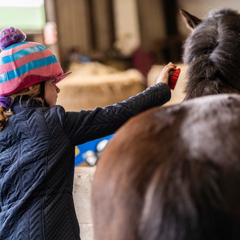 girl grooming horse