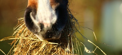 Free Image No Credit Needed Horse Eating Hay 3 (1)