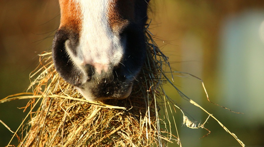 Free Image No Credit Needed Horse Eating Hay 3 (1)
