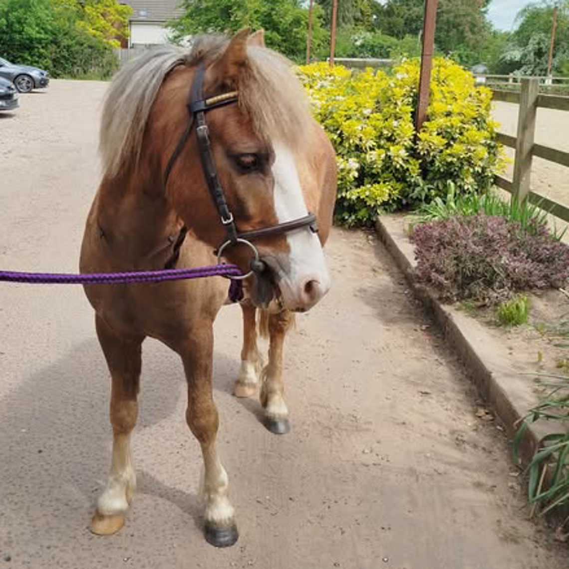 Second Chance rehoming horses project | The British Horse Society