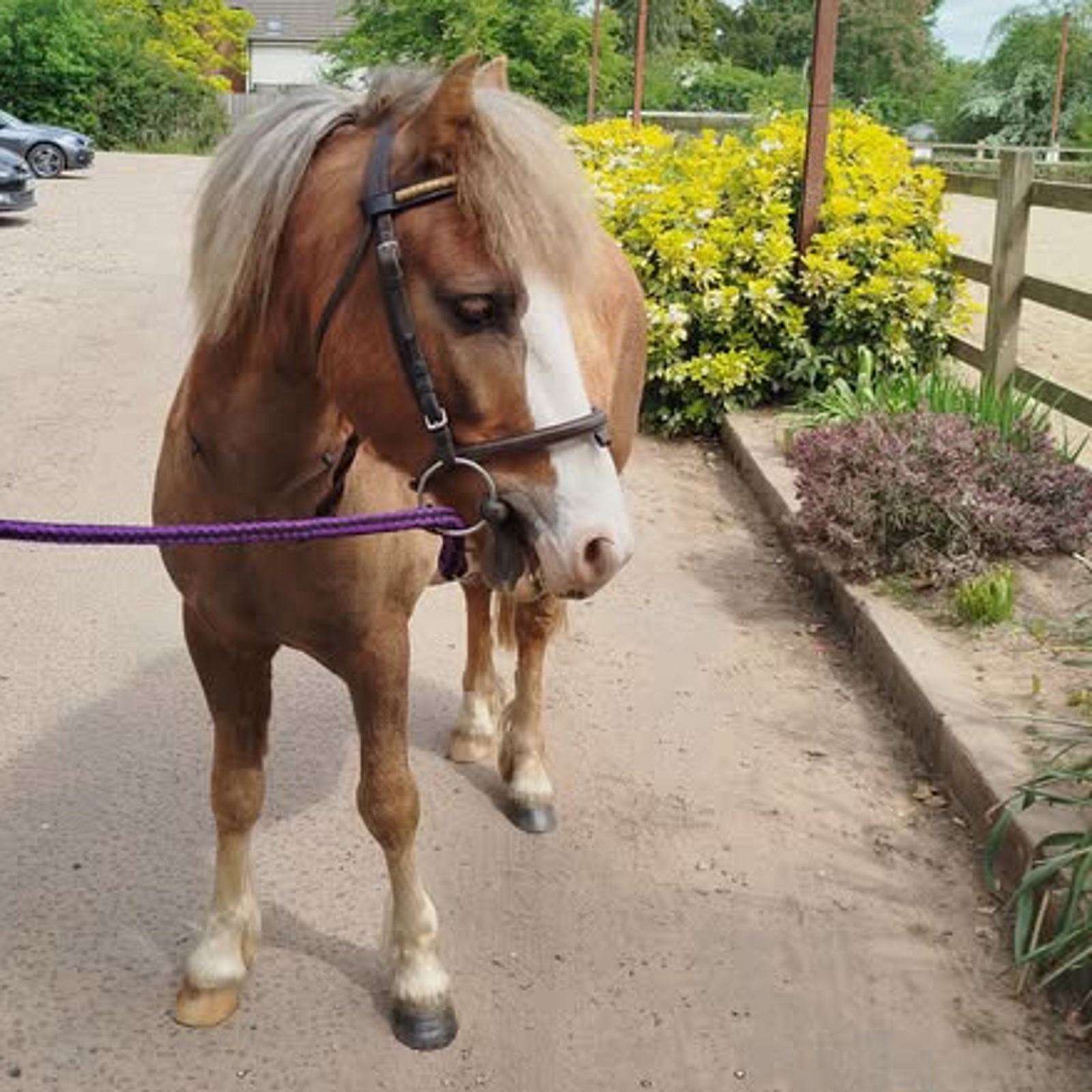 Second Chance rehoming horses project | The British Horse Society