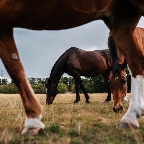 BHS Swallowfield Field Mates Grazing (1)