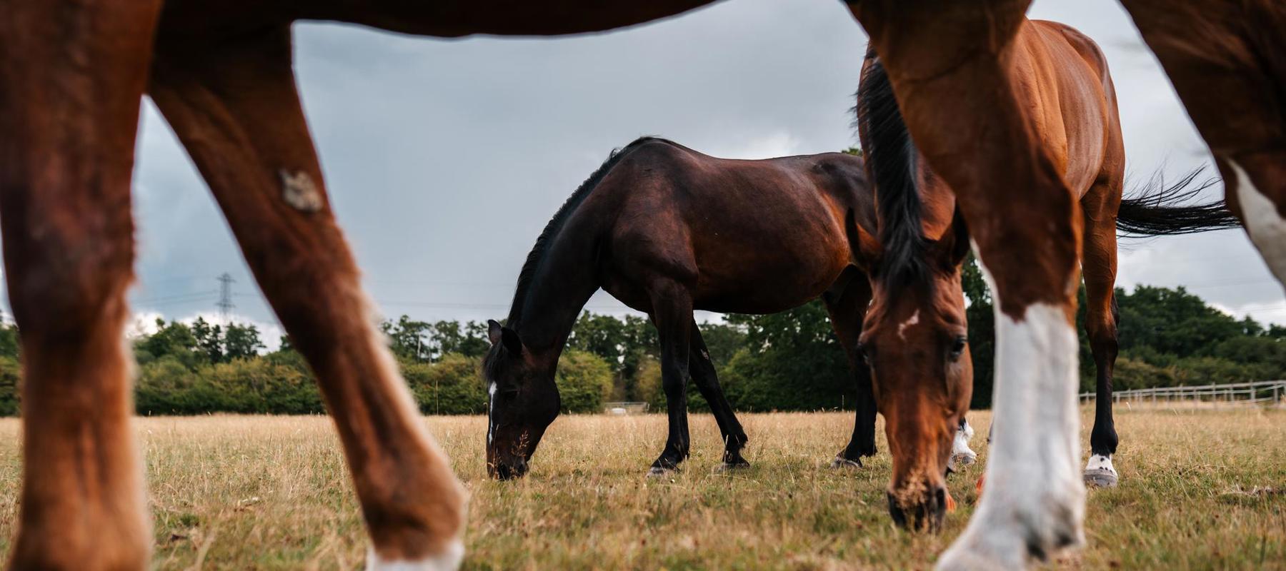 BHS Swallowfield Field Mates Grazing (1)