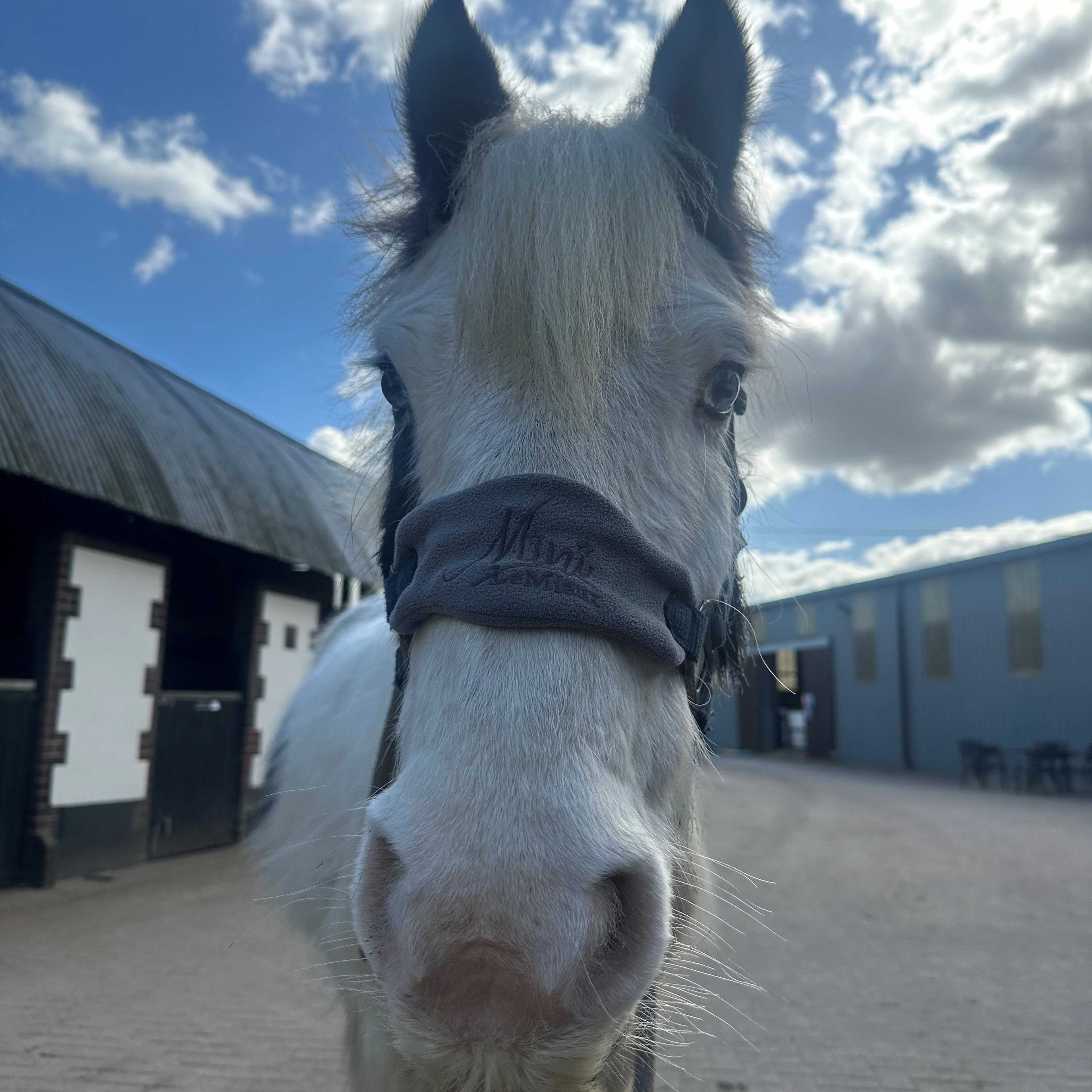 Second Chance rehoming horses | The British Horse Society