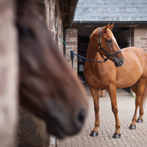 Horses In Yard