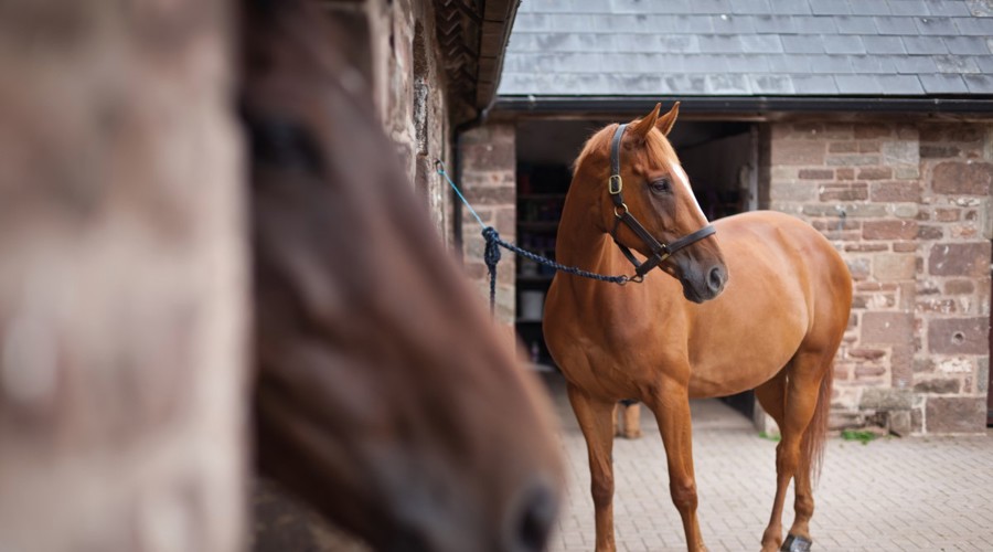 Horses In Yard