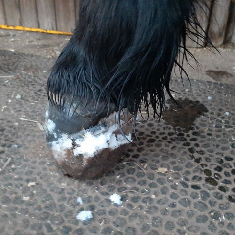 Snow Balled In Hooves Permission Given By Helene M (1)