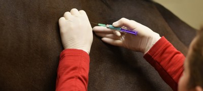 horse injection vaccination