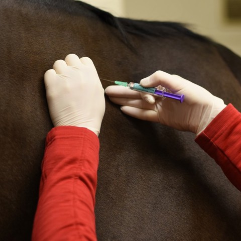 horse injection vaccination