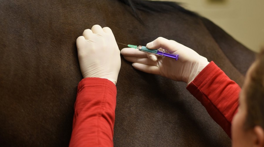 horse injection vaccination
