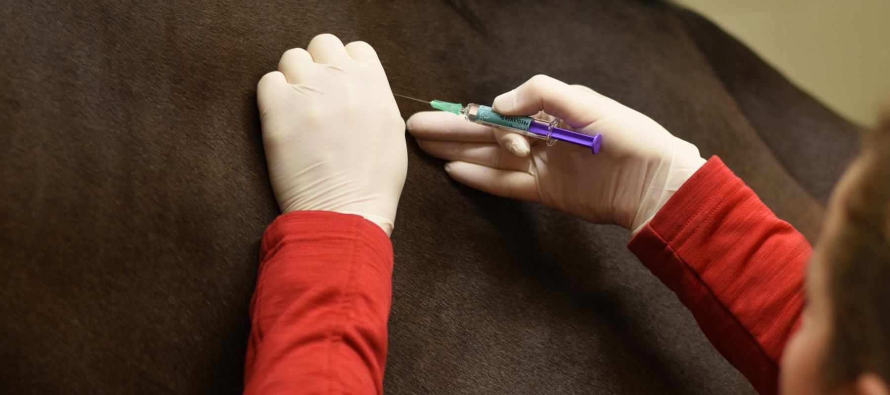 horse injection vaccination