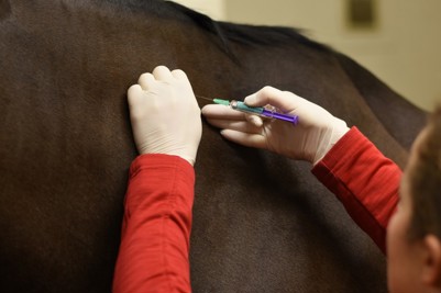 Horse Vaccination