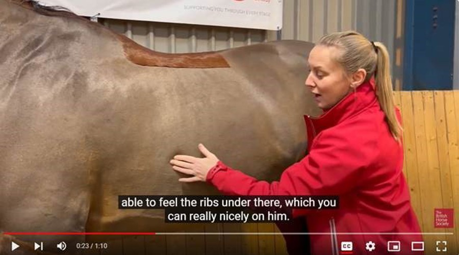 Fat Scoring A Horse’S Middle Section – Healthy Weight