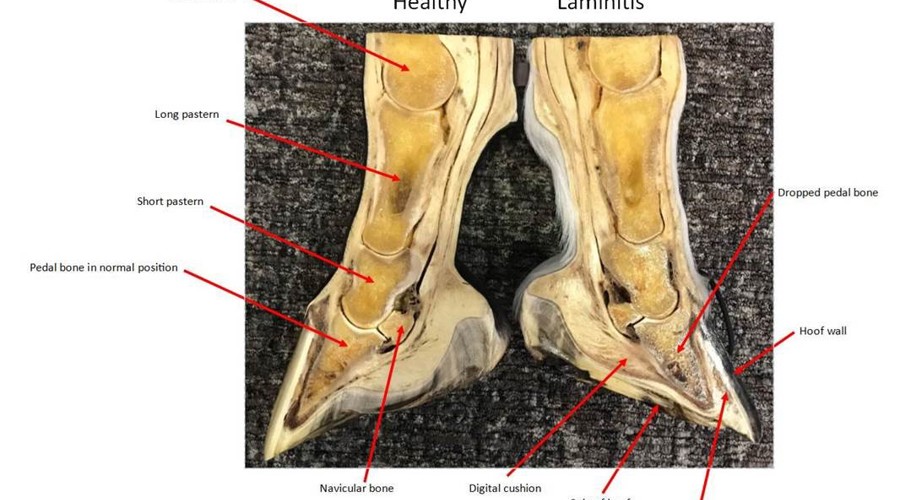 Laminitis Diagram