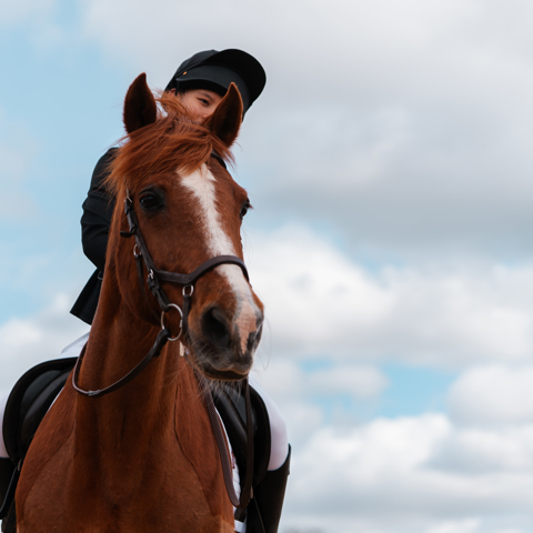 Riding School Championships Rider On Horse