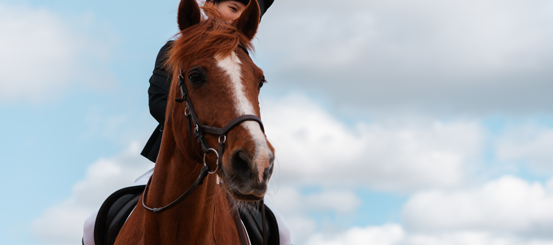 Riding School Championships Rider On Horse