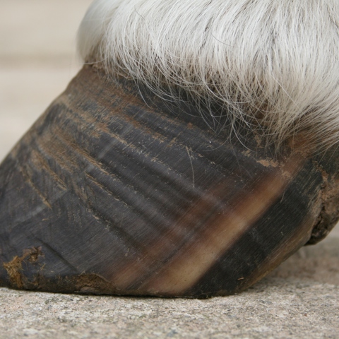Diverging Hoof Rings Kieran O