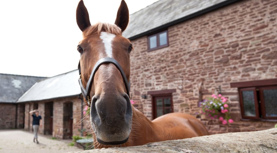 Horse In Yard